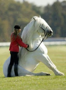 Equine Therapy