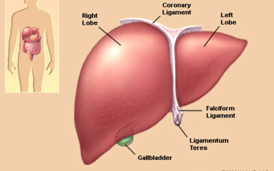 Have You Ever Considered the Motion of Your Visceral Organs?