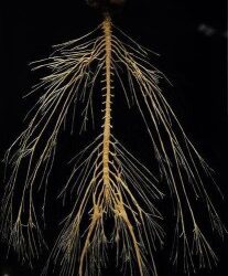 Basics about Your Nervous System