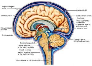 Stillpoint in Craniosacral Therapy