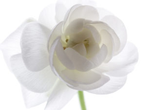 Body Image and Craniosacral Therapy