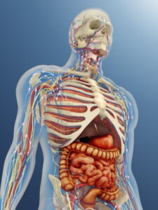 Barral Institute Visceral Manipulation