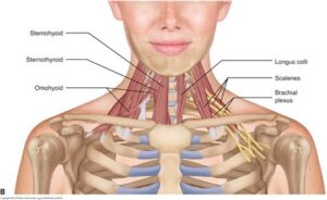 Visceral Manipulation