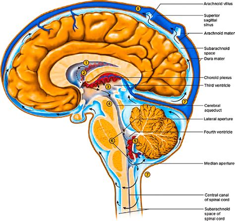 Introducing You to Craniosacral Therapy