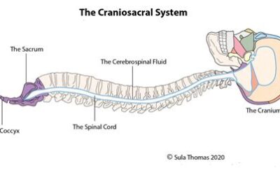 What is the Craniosacral System Anyway?