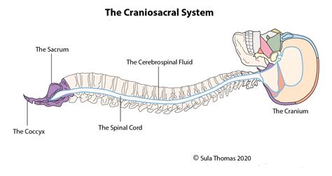 What is the Craniosacral System Anyway?